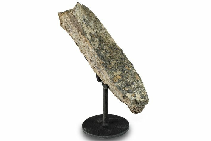 Fossil Dinosaur Limb Bone Section w/ Metal Stand - South Dakota #294809